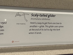 Anomalurus derbianus