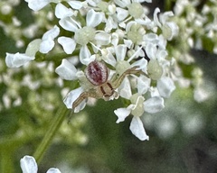 Misumenops