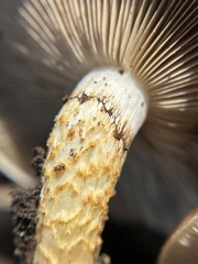 Pholiota brunnescens