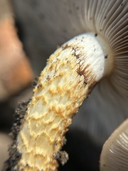 Pholiota brunnescens