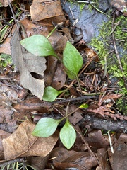 Claytonia sibirica