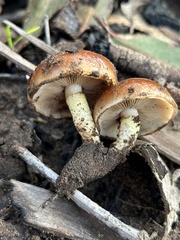 Pholiota brunnescens