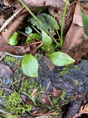 Claytonia sibirica