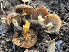 Pholiota brunnescens