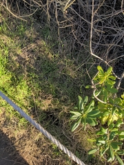 Scaevola taccada