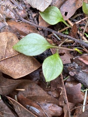 Claytonia sibirica