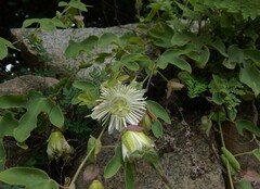 Passiflora tucumanensis