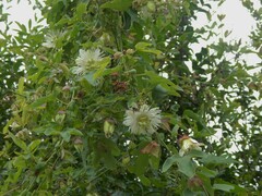 Passiflora tucumanensis