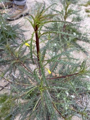 Eulobus californicus