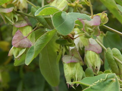 Passiflora tucumanensis