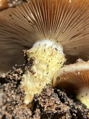 Pholiota brunnescens
