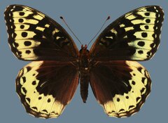 Speyeria cybele letona