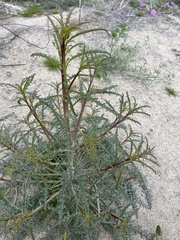 Eulobus californicus