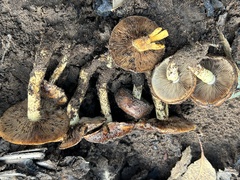 Pholiota brunnescens
