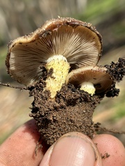 Pholiota brunnescens