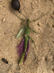 Podacanthus viridiroseus