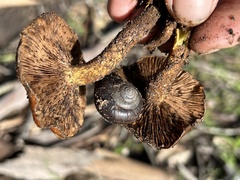 Pholiota brunnescens