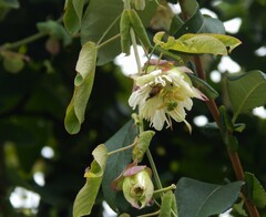 Passiflora tucumanensis