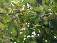 Passiflora tucumanensis