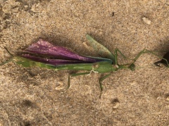 Podacanthus viridiroseus