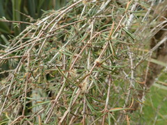 Olearia lineata