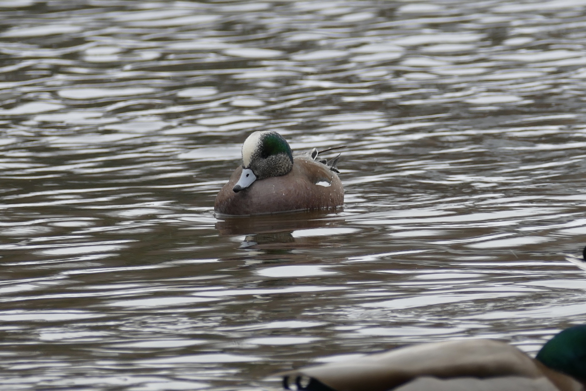 American Wigeon