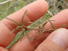 Olearia lineata