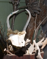 Odocoileus virginianus couesi