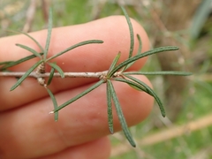 Olearia lineata