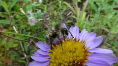 Bombus sitkensis