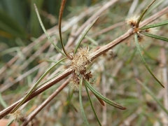 Olearia lineata
