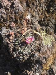 Echinofossulocactus crispatus