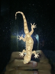 Hemidactylus angulatus