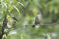 Sporophila frontalis
