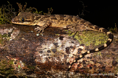 Cyrtodactylus