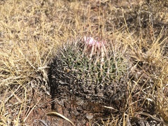 Echinofossulocactus crispatus