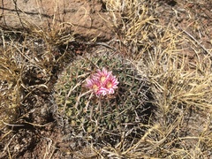 Echinofossulocactus crispatus