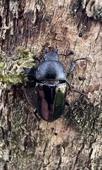 Streptocerus speciosus