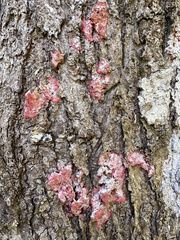 Herpothallon