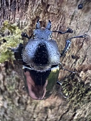 Streptocerus speciosus