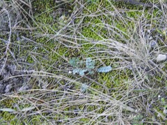 Sanguisorba officinalis