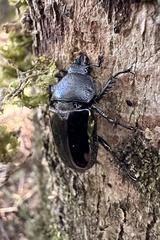 Streptocerus speciosus