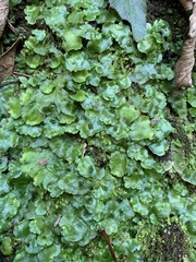 Lunularia