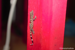 Hemidactylus principensis