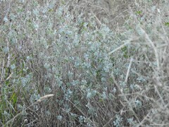 Coronilla minima lotoides