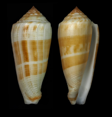 Conus daullei