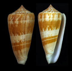 Conus daullei