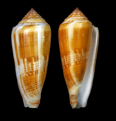 Conus daullei
