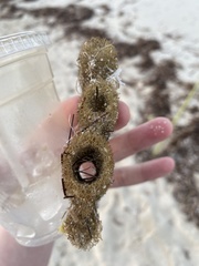 Callyspongia aculeata