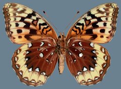 Speyeria cybele letona